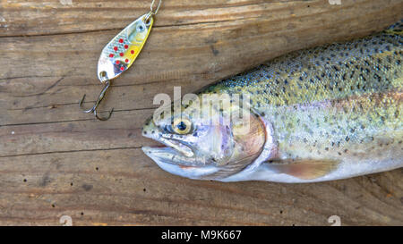 Fresh caught Rainbow Trout with spinner Stock Photo - Alamy