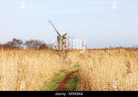 A view of a footpath through reeds towards Brograve Drainage Mill on the Norfolk Broads at Horsey, Norfolk, England, United Kingdom, Europe. Stock Photo