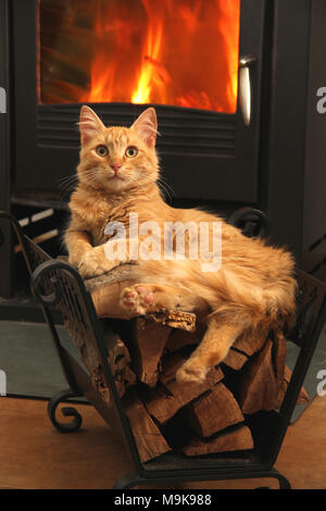 domestic cat, ginger, lying on firewood in font of a burning fireplace Stock Photo