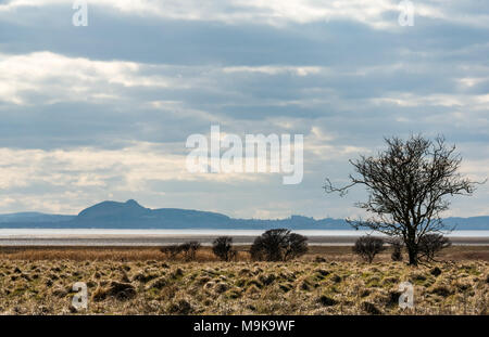 Thorn bush silhouette with Arthur's Seat and Edinburgh outline in the distance, from Aberlady Nature Reserve, East Lothian, Scotland, UK Stock Photo