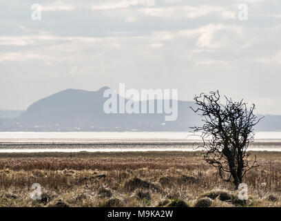 Thorn bush silhouette with Arthur's Seat outline in Edinburgh in the distance, seen from Aberlady Nature Reserve, East Lothian, Scotland, UK Stock Photo