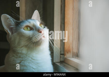 A cat looking out the window Stock Photo