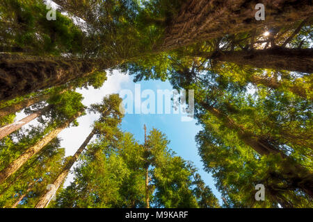 Blue skies with white clouds can be seen through the thick canopy of old growth trees in Gifford Pinchot National Forest near Mt. St. Helens. Stock Photo