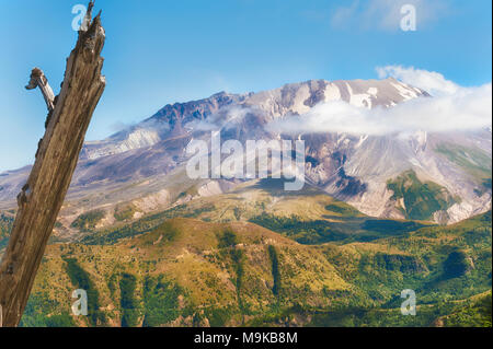 A lone snag stands on the edge of the landscape view of Mt. St. Helens taken while hiking up to Castle Peak in Gifford Pinchot National Forest in Wash Stock Photo