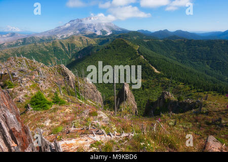 With remnants of the 1980 erruption in the foreground, this vast view of Mt. St. Helens and distant Mt. Adams, though beautiful, is a reminder of the  Stock Photo