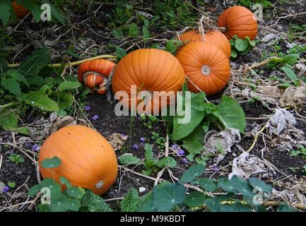 Ripe orange pumpkins ready to pick in a vegetable garden Stock Photo