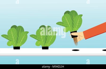 Farmer harvest hydroponics plants in vector art design Stock Vector