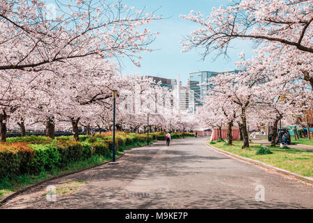 Cherry blossoms road in Kema Sakuranomiya Park, Osaka, Japan Stock Photo