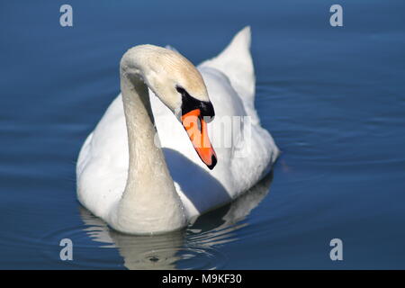 Mute Swan Floating on a still lake in Ontario Canada Stock Photo