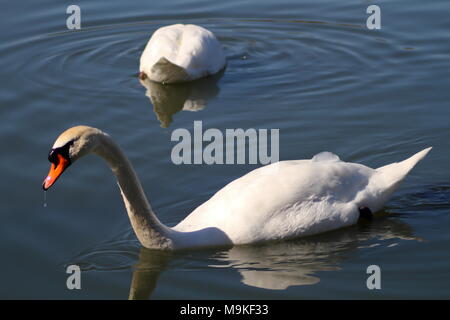 Two mute swans sitting and feed on a calm lake in Ontario Canada