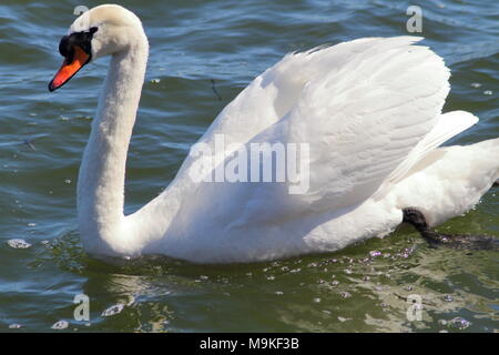 Swan Floating on open in water in Hamilton Harbor on Lake Ontario Stock Photo