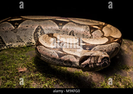 One of the most impressive neotropical snakes, the boa constrictor! A huge and pretty snake this one was found in the jungle of Northern Peru. Stock Photo