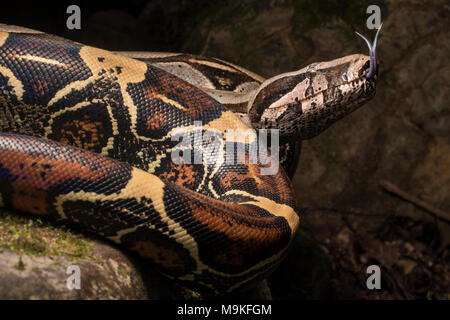 One of the most impressive neotropical snakes, the boa constrictor! A huge and pretty snake this one was found in the jungle of Northern Peru. Stock Photo