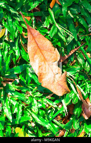 yellow tone leaf isolate on blackground in sping sumer,front view from the top, technical cost-up. Stock Photo