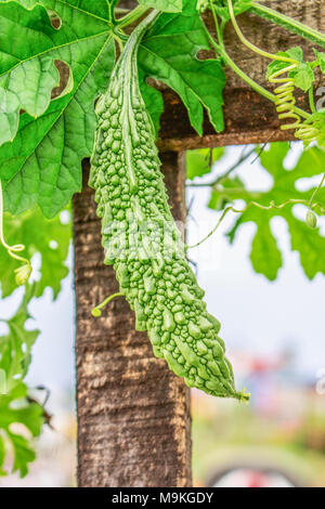 Young Bitter Gourd Hang on Hedge in Garden in Daylight. Bitter Gourd in Indonesia. Stock Photo