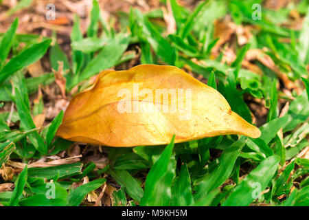 yellow tone leaf isolate on blackground in sping sumer,front view from the top, technical cost-up. Stock Photo