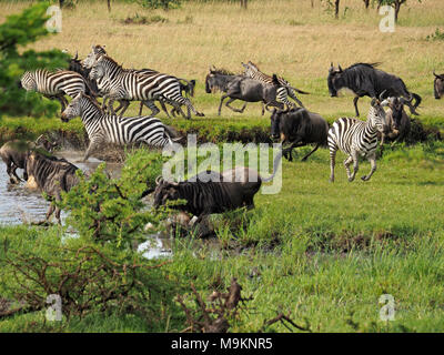 mixed herd of  wildebeest (Connochaetes taurinus), and plains zebra (Equus quagga) panic at waterhole when lions break cover in the Masai Mara, Kenya Stock Photo
