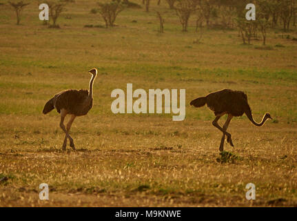 Two female common ostrich (Struthio camelus) backlit as they range across the plains of the Masai Mara, foraging for morsels of food in Kenya, Africa Stock Photo