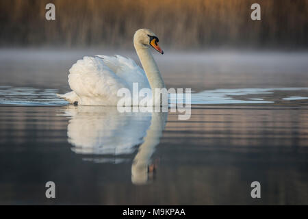 Swan at Dawn on a Lake morning mist. Stock Photo