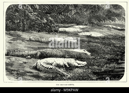 Engraving of Crocodiles resting on a river bank, africa, 19th Century Stock Photo
