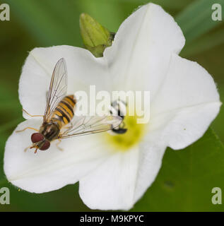 Hoverfly (Syrphus ribesii) on white flower Stock Photo