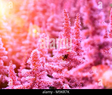 Beautiful Bushes of flowers Astilbe with a fluffy pink panicles and a bumble bee on the flower closeup, nice background Stock Photo