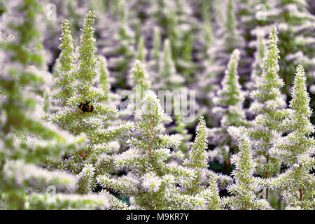 Beautiful Bushes of flowers Astilbe with a fluffy green panicles and a bumble bee on the flower closeup, nice background Stock Photo