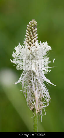 Ribwort plantain (Plantago lanceolata) flower spike Stock Photo