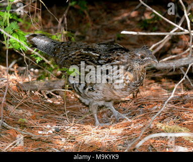 USFWS at work protecting the environment. Stock Photo