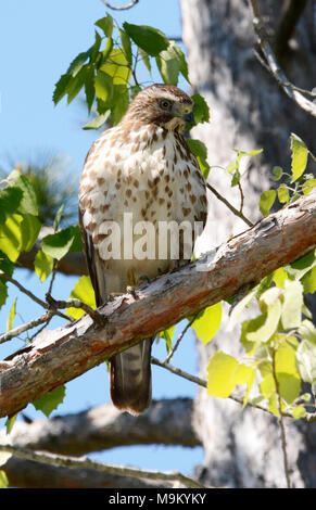 USFWS at work protecting the environment. Stock Photo