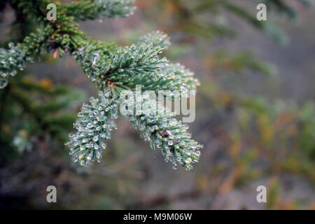 USFWS at work protecting the environment. Stock Photo