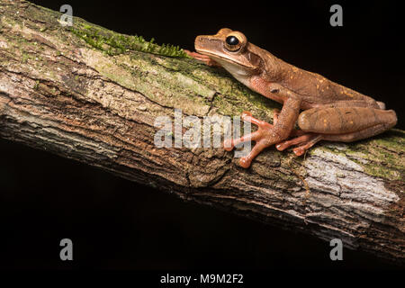 Cayenne slender-legged tree frog (Osteocephalus cf. leprieurii) a gorgeous frog from the high altitude forests of Northern Peru. Stock Photo