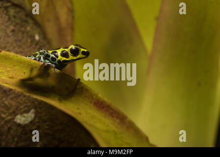 The zimmerman's poison frog also known as the splash back poison frog (Ranitomeya variabilis) is a tiny but toxic species found in the Amazon basin.