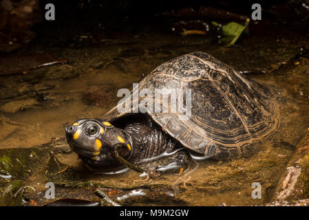 The threatened freshwater turtle, the yellow headed sideneck (Podocnemis unifilis), from South America. Stock Photo