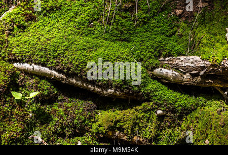 green moss on the roots in forest Stock Photo