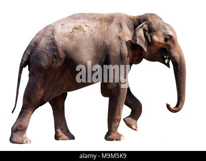 African elephant with clipping path Stock Photo - Alamy