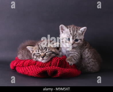 Grey cat sleep on knitted scarf color red with one cat sitting beside Stock Photo