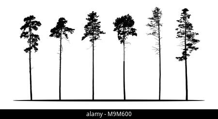 Set of realistic vector silhouettes of coniferous trees - isolated on white background Stock Vector