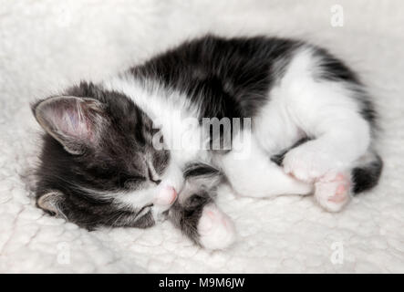 Close-up of a single tiny black and white kitten sleeping on a fluffy blanket Stock Photo
