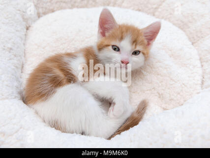 Single cute tired little kitten sleeping in a furry basket Stock Photo