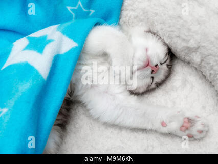 Single cute tired baby kitten sleeping upside down under a blanket Stock Photo