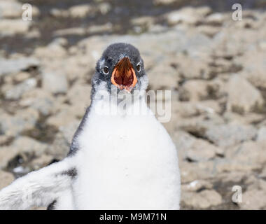 Adelie penguin Pygoscelis adeliae single chick calling to parent, Brown Bluff, Antarctica Stock Photo