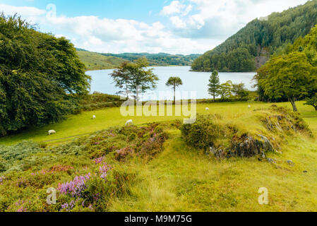 Llyn Geirionydd in Snowdonia National Park, Wales Stock Photo