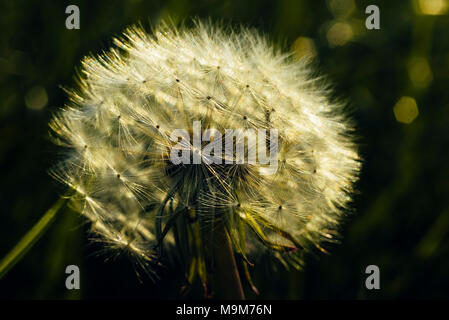 Dandelion (Taraxacum officinale) seed-head in field near Garstang, Lancashire Stock Photo