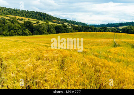 Field of barley on Wenlock Edge near Wilderhope Shropshire England Stock Photo