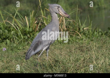 Endangered Shoebill side profile in  Marshes, Lake Albert, Uganda Stock Photo