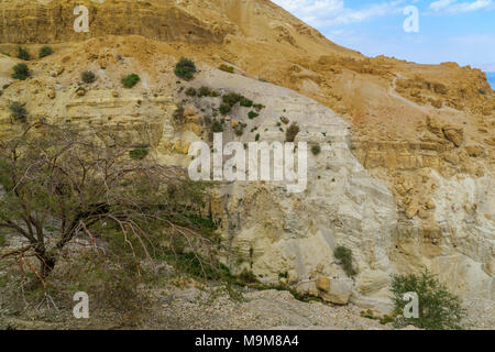 EIN GEDI, ISRAEL - MARCH 16, 2018: Landscape of David Valley with desert cliffs, a tree and visitors hiking a trail, in the Ein Gedi Nature Reserve, J Stock Photo