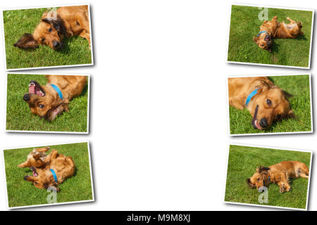 Collage on white background dog lying on back on green grass,mixed spaniel dogs spaniel Stock Photo