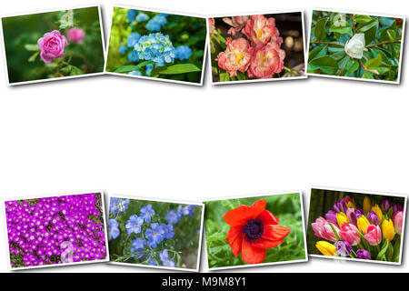 Collage on white background Flowers of different species from different seasons on a white background collage Stock Photo
