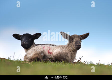 Low angle, close up of two cute UK lambs lying down isolated on grass both looking at camera. UK livestock. Copy space. Stock Photo